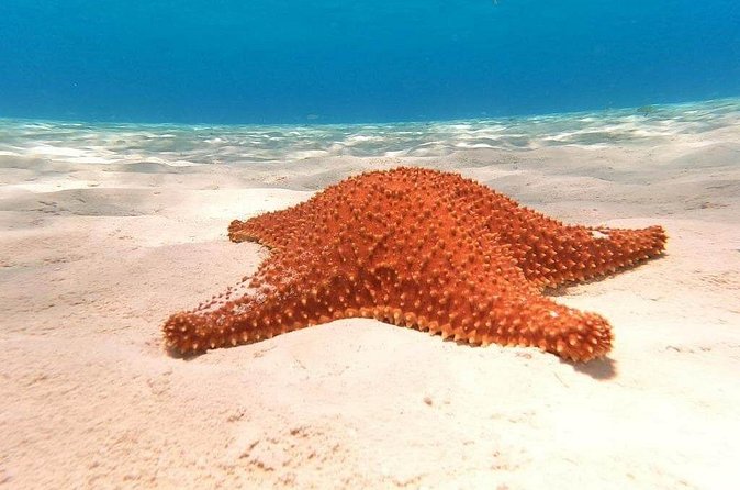 Private snorkeling tour to El Cielo - The Experience and Expertise of Guides