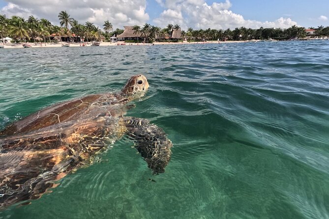 Private Snorkeling with Sea Turtles in Akumal Beach - Key Points
