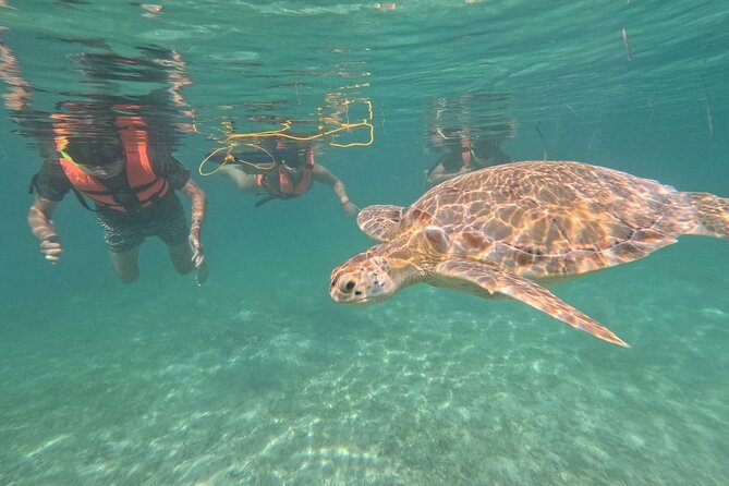 Private Snorkeling with Sea Turtles in Akumal Beach - The Role of the Certified Guide and Their Expertise