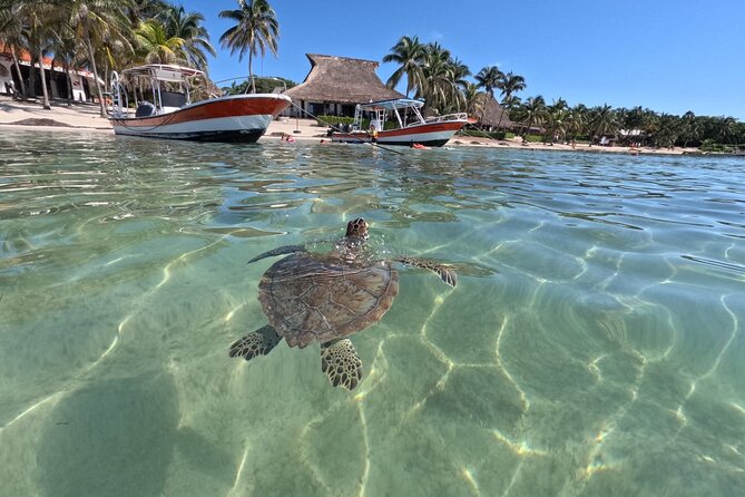 Private Snorkeling with Sea Turtles in Akumal Beach - What You Can Expect to See in Akumal Bay