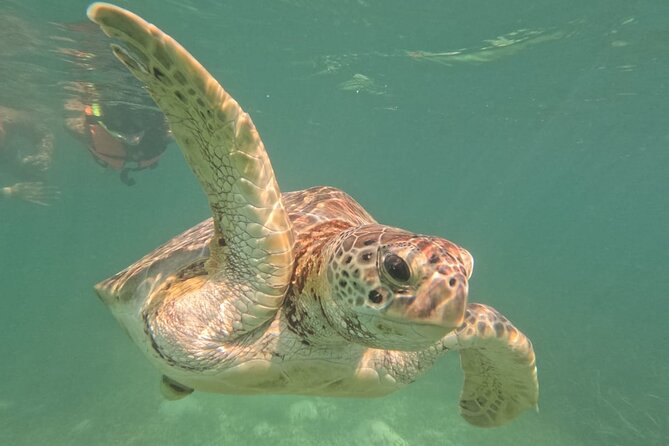 Private Snorkeling with Sea Turtles in Akumal Beach - Physical Requirements and Accessibility Considerations