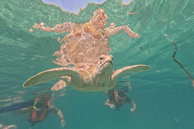 Private Snorkeling with Sea Turtles in Akumal Beach - Booking, Group Sizes, and Custom Arrangements