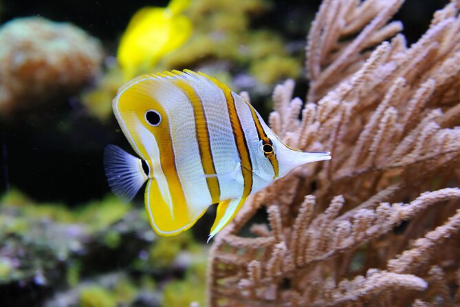 Private Snorkeling Yacht Tour in Cancun and Isla Mujeres - Snorkeling at El Meco: Calm Reef with Colorful Marine Life