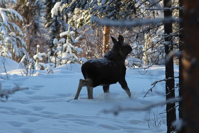 Private snowmobile day tours - Key Points