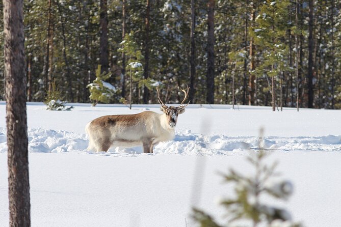 Private snowmobile day tours - Scenic Stops Along the Frozen Lakes and Taiga