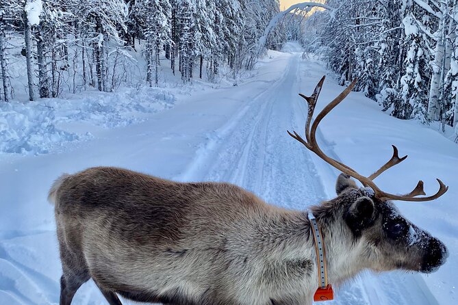 Private snowmobile day tours - The Experience with KuksaCabin