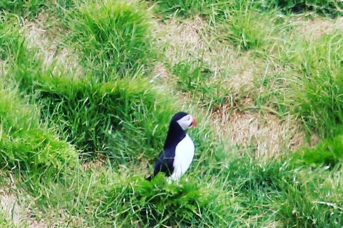 Private South Coast Tour from Reykjavik - Comfortable, Personalized Transportation and Flexible Pacing