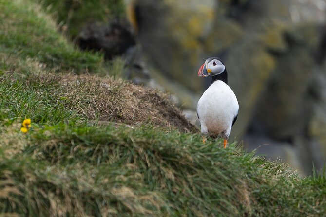 Private South Coast Tour in Multi-Language Guide Options - Dyrhólaey for Panoramic Ocean Vistas and Puffin Watching