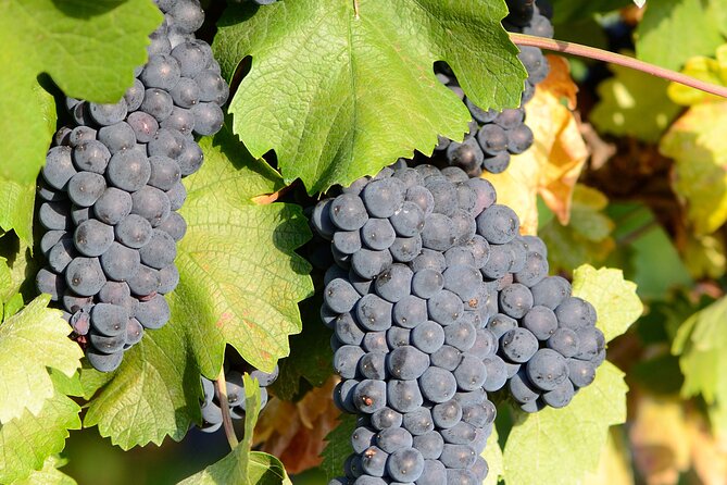 Private Sparkling Wine Tasting in Istria - Exploring the Production Process and Vineyard Views