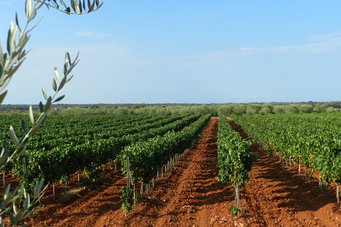 Private Sparkling Wine Tasting in Istria - Snacks and Refreshments: Handcrafted Biscuits and Water