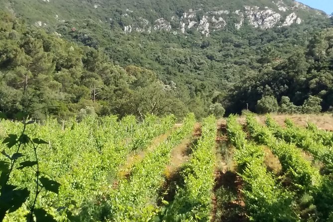 Private Special Tour Around Lisbon and Wine Tasting - Wine Tasting at Bacalhoa: Red, White, and Moscatel