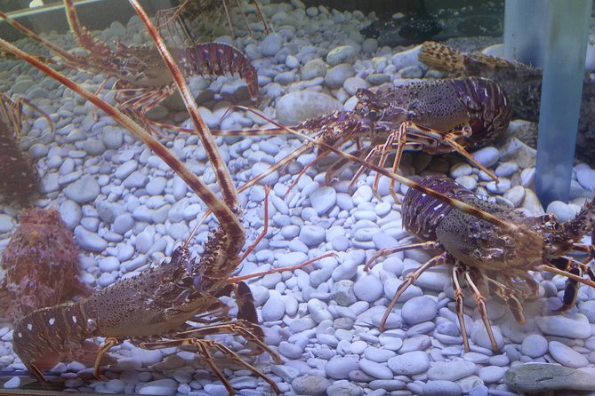 Private Speedboat tour to National Park Kornati Islands - Flexibility and Booking in Advance