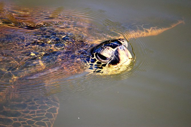 Private Stand up Paddle Lesson and Tour (for 1 or more paddlers) - The Role of Guides in Ensuring a Fun and Safe Experience