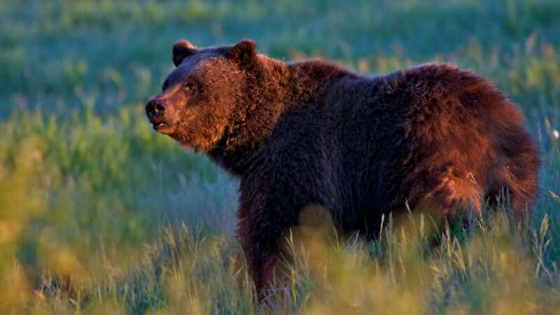 Private Sunrise Tour of Grand Teton National Park - Learning About the Natural and Cultural History