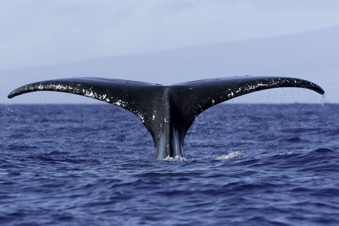 Private Sunset Cruise in Kona - What’s Included in the Price