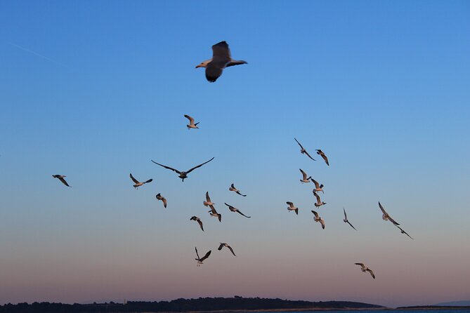 Private Sunset Dolphin Excursion with Dinner and Animation - Dinner and Drinks Aboard the Sandra Boat