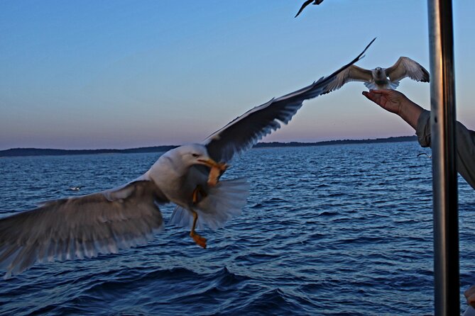 Private Sunset Dolphin Excursion with Dinner and Animation - Dolphin Spotting Success and Natural Wildlife