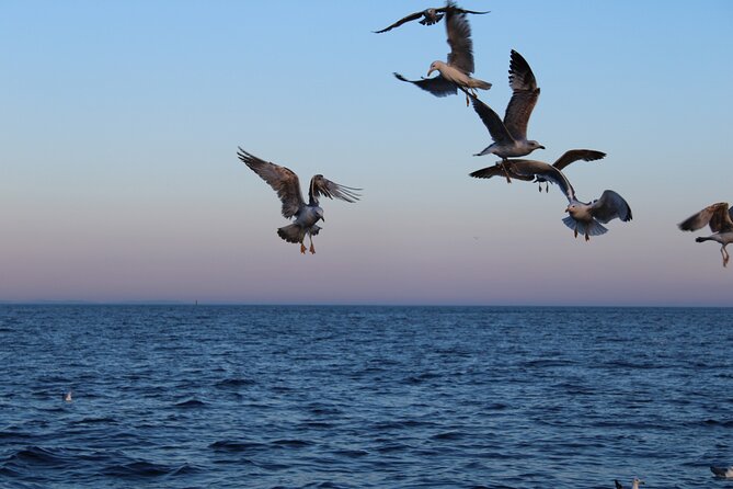 Private Sunset Dolphin Excursion with Dinner and Animation - Evening Animation and Entertainment on Board