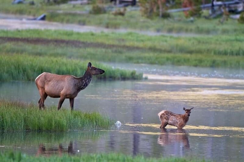Private Sunset Safari of Grand Teton National Park - Why Choose This Sunset Safari?