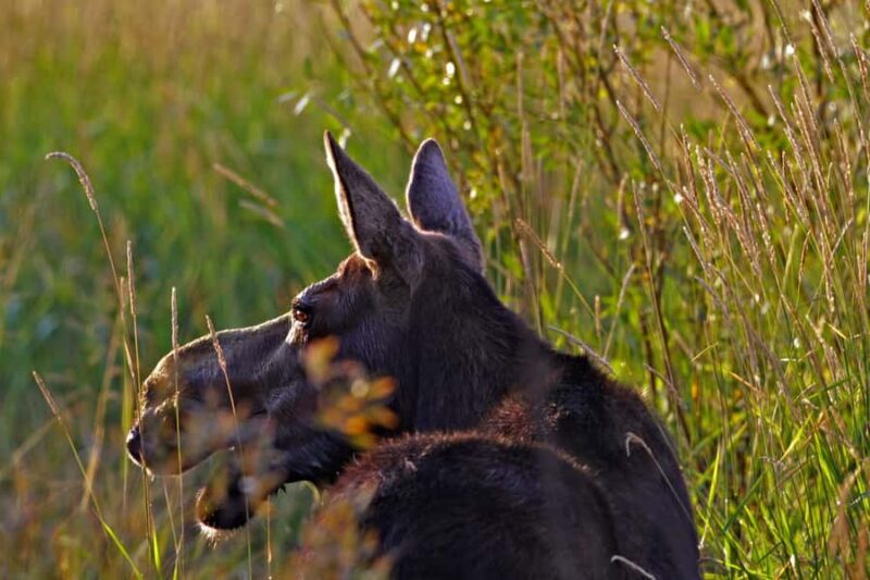 Private Sunset Safari of Grand Teton National Park - The Sum Up: A Peaceful and Photogenic Way to End the Day in Grand Teton