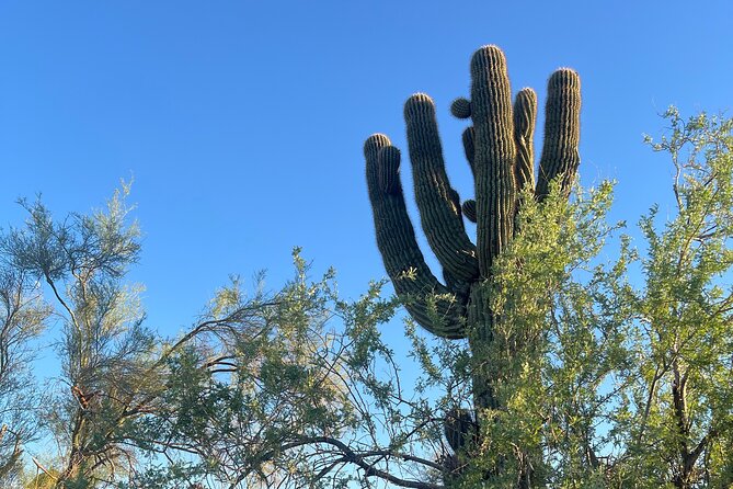 Private Sunset Walking Tour -Sonoran Desert Botanical Gardens 2h - Scenic Views and Sunset Experiences