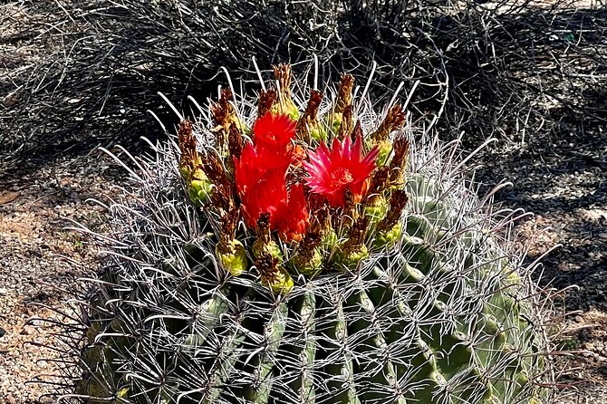 Private Sunset Walking Tour -Sonoran Desert Botanical Gardens 2h - Accessibility and Group Options