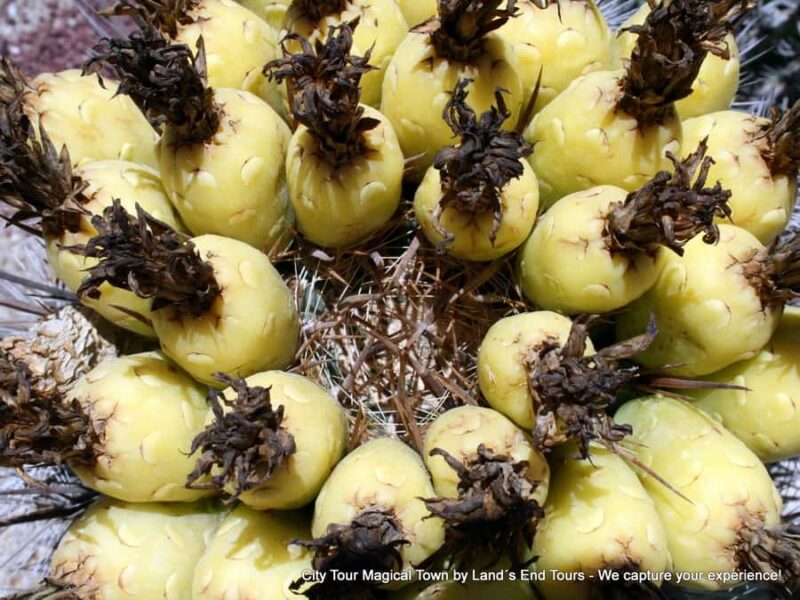 Private Tailor-Made Tour Todos Santos - Who Will Appreciate This Tour?