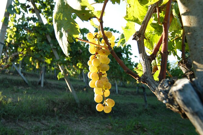 Private Tasting Barbaresco Experience with Typical Products - An Intimate Day of Wine Tasting in Asti’s Vineyards