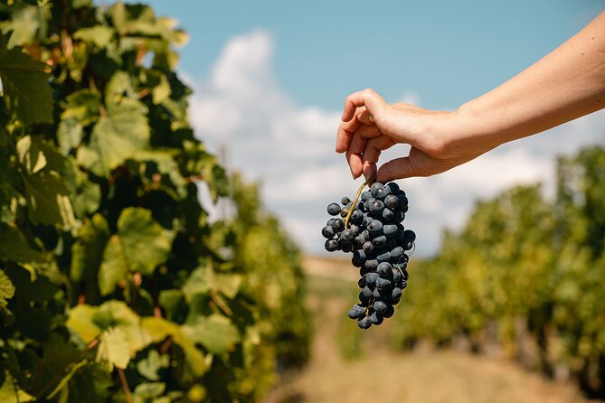 Private Tasting Expedition Along Romanias Most Famous Wine Route - Who Will Appreciate This Private Wine Tour?