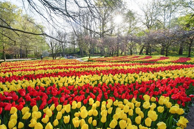 Private Taxi to Keukenhof Tulip Fields & Flowers From Amsterdam - Key Points