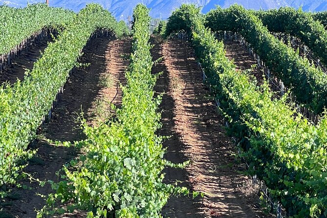 Private Temecula Wine Tour from Canyon Lake - What Sets This Tour Apart: Private, Guided, and Scenic
