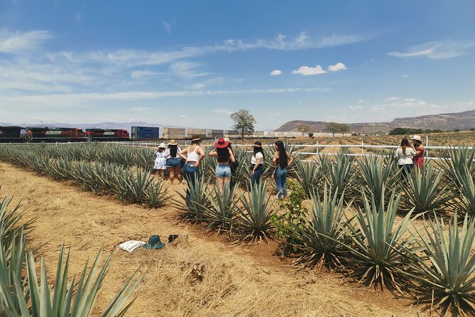 PRIVATE Tequila Valleys Tour: Pyramids, Volcanoes, Agaves&Tequila - Understanding the Role of Agave in the Region