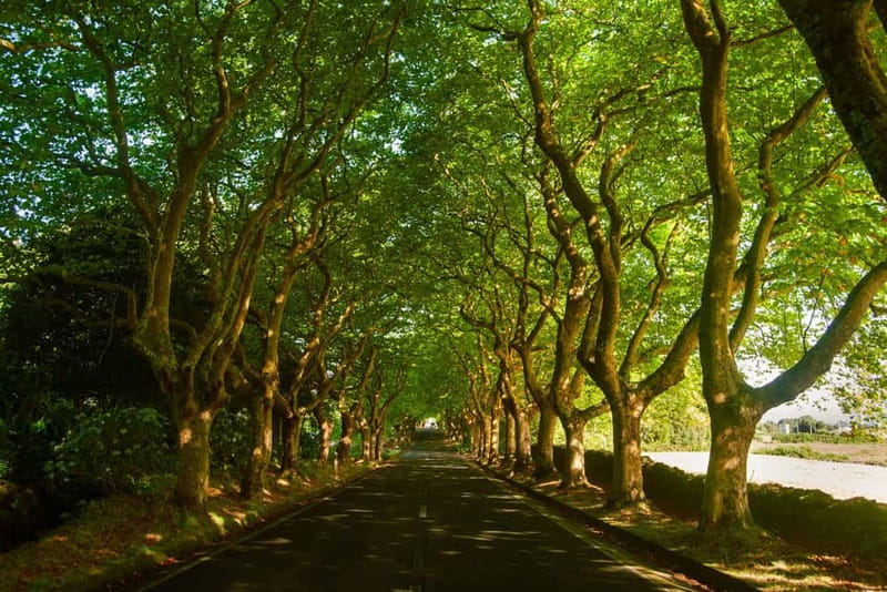 Private Terceira Island Caves: Lava Route - entrances & wine - Final Thoughts on the Terceira Lava Route Tour