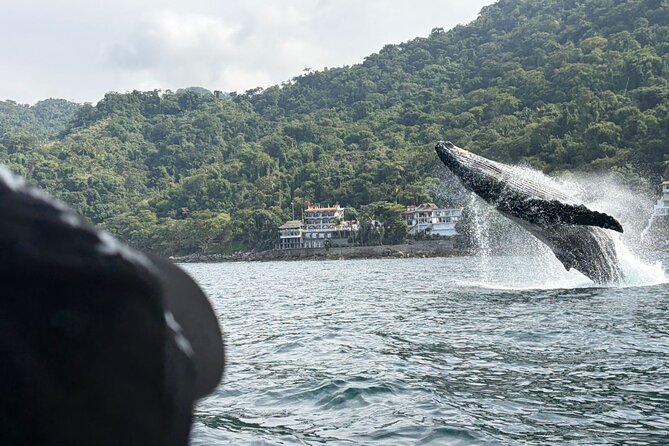 Private Tour 3 Hours of Whale Watching - Key Points