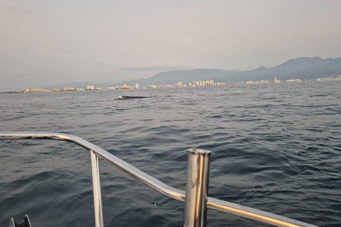 Private Tour 3 Hours of Whale Watching - Starting Point at Los Peines Dock and Bay of Banderas