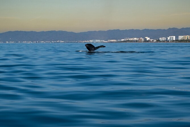 Private Tour 3 Hours of Whale Watching - Tour Departure and Booking Insights