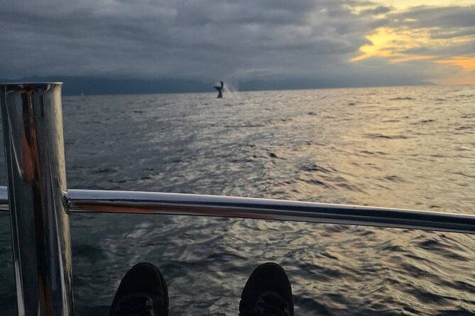 Private Tour 3 Hours of Whale Watching - Weather and Cancellation Flexibility