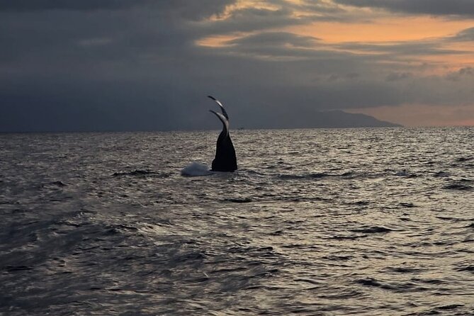 Private Tour 3 Hours of Whale Watching - Who Should Consider This Tour