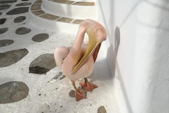 Private Tour: 4 Hours Mykonos Island Tour - Like a Local - Ending with a View of Mykonos Town