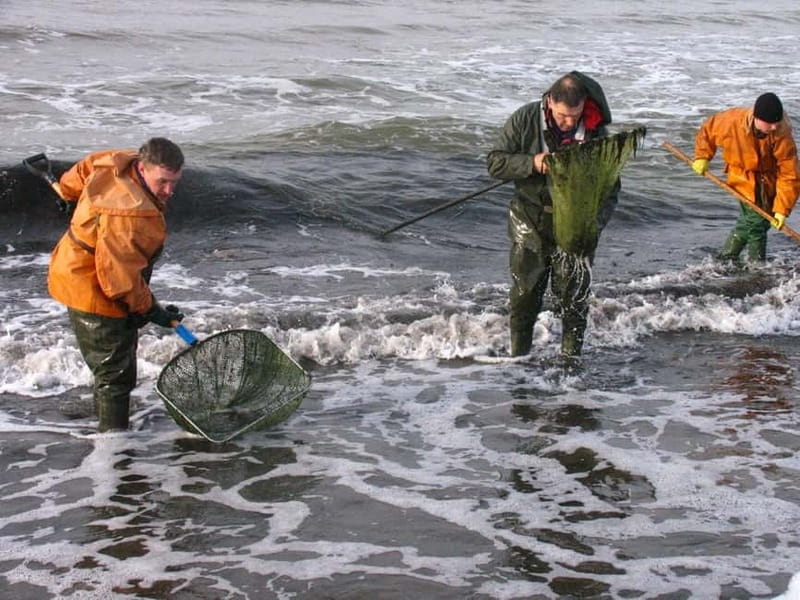 Private Tour: Amber Catching in Curonian Spit from Klaipeda - Key Points