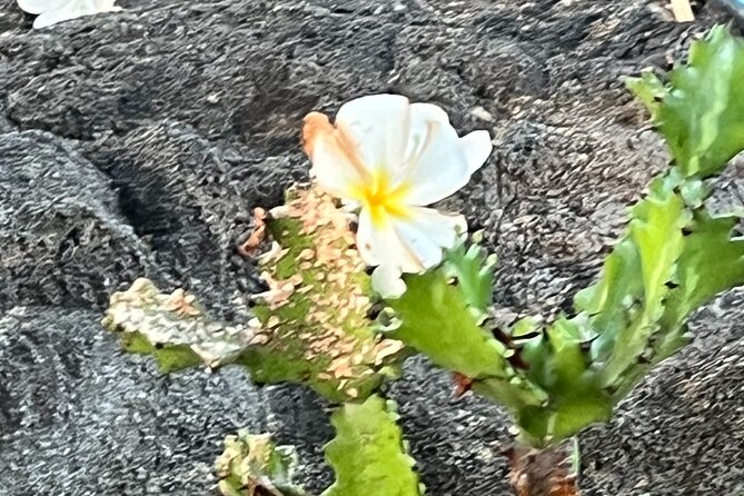 Private Tour Around the Island of Hawaii - Viewing the Southernmost Point and Cultural Significance