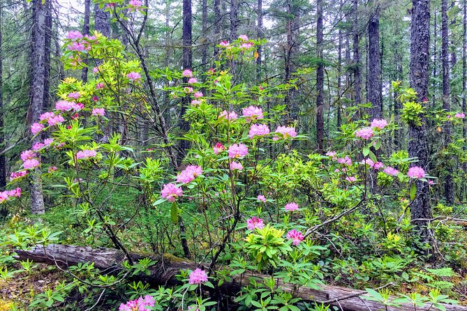 Private Tour at The Hood-Columbia Loop: Timberline, Orchards, and Waterfalls - Hidden and Noteworthy Waterfalls: Elowah Falls and Horsetail