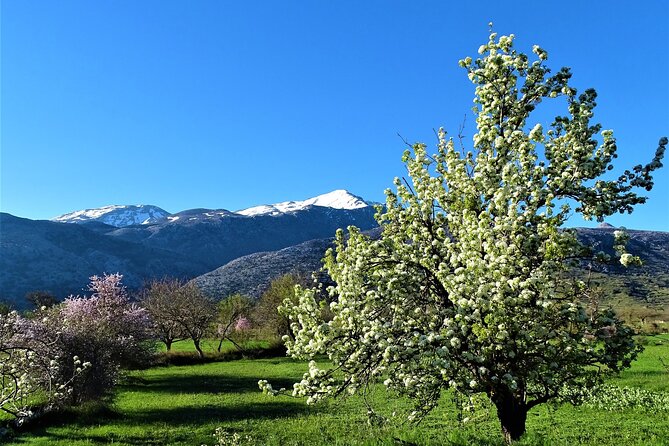 Private Tour-Authentic Villages of Lasithi Olive Oil and Wine - The Windmills of Agios Georgios and Local Stories