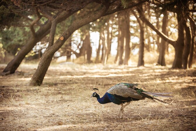 Private Tour: Best of Rhodes in one day (Full Island Tour) - Exploring the UNESCO World Heritage Site: Rhodes Old Town