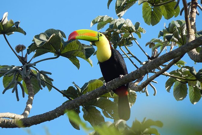 Private Tour: Birdwatching Playa del Carmen - Physical Requirements and Accessibility