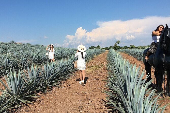 Private Tour Cascahuin Distillery and visit to Tequila - Value and Booking Details