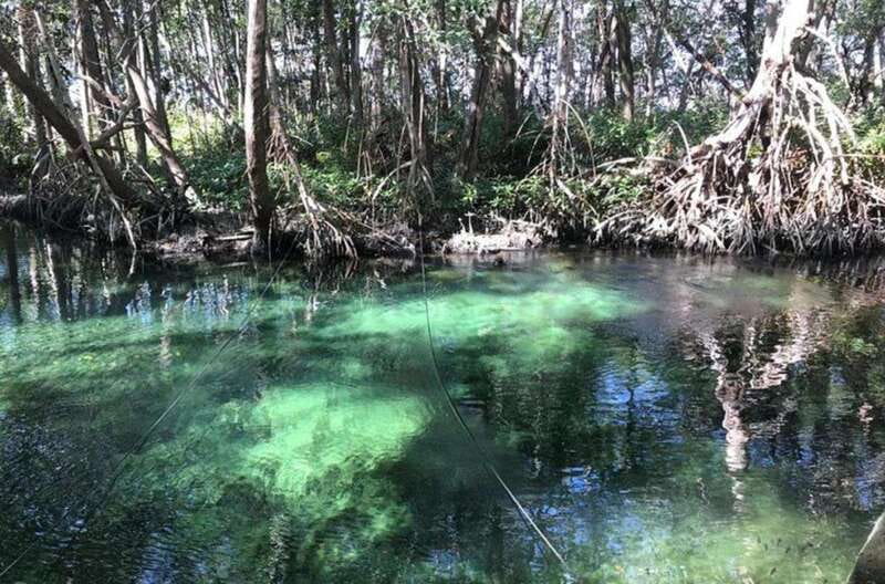 Private Tour Celestun Flamingo Watching and Beach - Visiting Bird Island and the Freshwater Spring