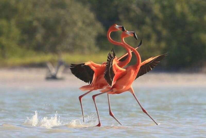Private Tour Celestun Flamingo Watching and Beach - Final Thoughts: An Ecological Day in Yucatán