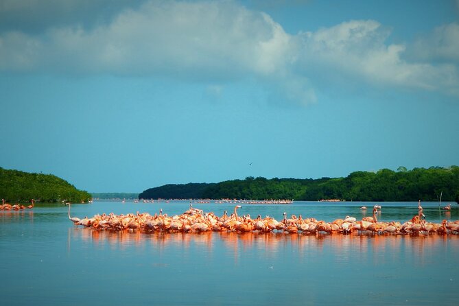 Private Tour Celestun Flamingo Watching and Beach - Navigating the Mangroves for Prime Bird Watching