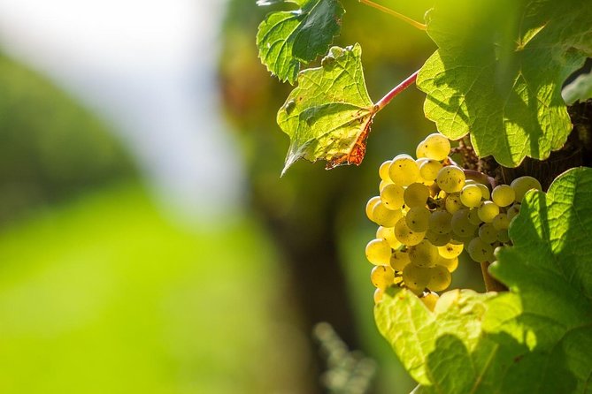 Private Tour- Chianti By Minivan At Sunset - Discover the Charm of Chianti with a Private Sunset Tour from Florence